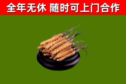 潜江回收冬虫夏草